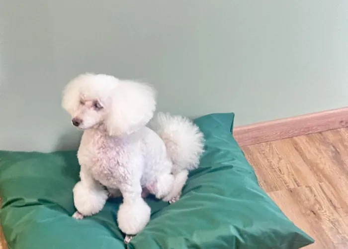 Notte Ai Colli - & Kitchen 4* روما